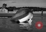 Standbild tot beached Whale United States USA, 1936, aus Sekunde 37 historischem Filmmaterial Videoclip 65675053140