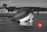 Standbild tot beached Whale United States USA, 1936, aus Sekunde 38 historischem Filmmaterial Videoclip 65675053140