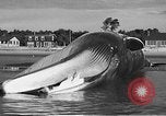 Standbild tot beached Whale United States USA, 1936, aus Sekunde 39 historischem Filmmaterial Videoclip 65675053140