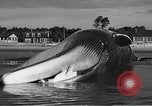 Standbild tot beached Whale United States USA, 1936, aus Sekunde 40 historischem Filmmaterial Videoclip 65675053140