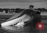 Standbild tot beached Whale United States USA, 1936, aus Sekunde 42 historischem Filmmaterial Videoclip 65675053140