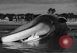 Standbild tot beached Whale United States USA, 1936, aus Sekunde 43 historischem Filmmaterial Videoclip 65675053140