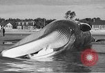 Standbild tot beached Whale United States USA, 1936, aus Sekunde 45 historischem Filmmaterial Videoclip 65675053140