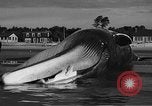 Standbild tot beached Whale United States USA, 1936, aus Sekunde 46 historischem Filmmaterial Videoclip 65675053140