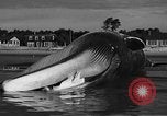 Standbild tot beached Whale United States USA, 1936, aus Sekunde 47 historischem Filmmaterial Videoclip 65675053140