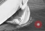 Standbild tot beached Whale United States USA, 1936, aus Sekunde 48 historischem Filmmaterial Videoclip 65675053140