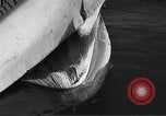 Standbild tot beached Whale United States USA, 1936, aus Sekunde 49 historischem Filmmaterial Videoclip 65675053140