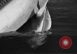 Standbild tot beached Whale United States USA, 1936, aus Sekunde 50 historischem Filmmaterial Videoclip 65675053140
