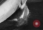 Standbild tot beached Whale United States USA, 1936, aus Sekunde 51 historischem Filmmaterial Videoclip 65675053140