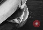 Standbild tot beached Whale United States USA, 1936, aus Sekunde 53 historischem Filmmaterial Videoclip 65675053140