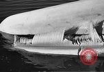 Standbild tot beached Whale United States USA, 1936, aus Sekunde 55 historischem Filmmaterial Videoclip 65675053140