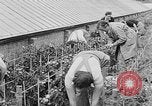 Image of Women Land Army United Kingdom, 1939, second 28 stock footage video 65675053193