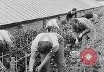 Image of Women Land Army United Kingdom, 1939, second 29 stock footage video 65675053193