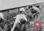 Image of Women Land Army United Kingdom, 1939, second 30 stock footage video 65675053193