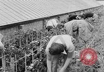 Image of Women Land Army United Kingdom, 1939, second 32 stock footage video 65675053193