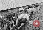 Image of Women Land Army United Kingdom, 1939, second 33 stock footage video 65675053193
