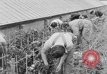 Image of Women Land Army United Kingdom, 1939, second 34 stock footage video 65675053193