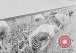 Image of Women Land Army United Kingdom, 1939, second 35 stock footage video 65675053193