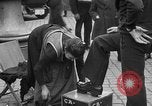 Image marin américain Bruxelles Belgique, 1920, de la seconde 42 séquences d'archives historiques vidéo 65675053217