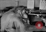 Image of orangutan Philadelphia Pennsylvania USA, 1936, second 13 stock footage video 65675053229