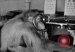 Image of orangutan Philadelphia Pennsylvania USA, 1936, second 14 stock footage video 65675053229