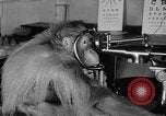 Image of orangutan Philadelphia Pennsylvania USA, 1936, second 15 stock footage video 65675053229