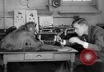 Image of orangutan Philadelphia Pennsylvania USA, 1936, second 16 stock footage video 65675053229