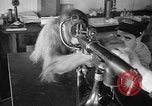 Image of orangutan Philadelphia Pennsylvania USA, 1936, second 19 stock footage video 65675053229