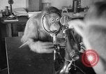 Image of orangutan Philadelphia Pennsylvania USA, 1936, second 20 stock footage video 65675053229