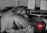 Image of orangutan Philadelphia Pennsylvania USA, 1936, second 25 stock footage video 65675053229