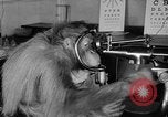 Image of orangutan Philadelphia Pennsylvania USA, 1936, second 26 stock footage video 65675053229