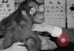 Image of orangutan Philadelphia Pennsylvania USA, 1936, second 30 stock footage video 65675053229