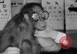 Image of orangutan Philadelphia Pennsylvania USA, 1936, second 31 stock footage video 65675053229