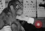 Image of orangutan Philadelphia Pennsylvania USA, 1936, second 32 stock footage video 65675053229