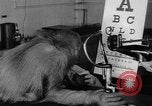 Image of orangutan Philadelphia Pennsylvania USA, 1936, second 33 stock footage video 65675053229