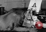 Image of orangutan Philadelphia Pennsylvania USA, 1936, second 34 stock footage video 65675053229