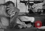 Image of orangutan Philadelphia Pennsylvania USA, 1936, second 36 stock footage video 65675053229