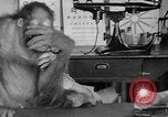 Image of orangutan Philadelphia Pennsylvania USA, 1936, second 37 stock footage video 65675053229