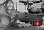 Image of orangutan Philadelphia Pennsylvania USA, 1936, second 38 stock footage video 65675053229