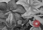 Image of tennis player Helen Wills Moody San Francisco California USA, 1936, second 30 stock footage video 65675053231