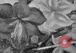 Image of tennis player Helen Wills Moody San Francisco California USA, 1936, second 31 stock footage video 65675053231