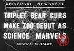 Image of triplet bear cubs Washington DC USA, 1936, second 4 stock footage video 65675053232
