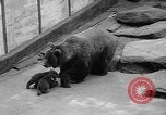 Image of triplet bear cubs Washington DC USA, 1936, second 10 stock footage video 65675053232
