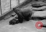 Image of triplet bear cubs Washington DC USA, 1936, second 11 stock footage video 65675053232