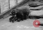 Image of triplet bear cubs Washington DC USA, 1936, second 12 stock footage video 65675053232