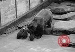 Image of triplet bear cubs Washington DC USA, 1936, second 13 stock footage video 65675053232