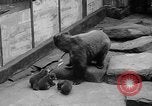 Image of triplet bear cubs Washington DC USA, 1936, second 14 stock footage video 65675053232