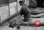 Image of triplet bear cubs Washington DC USA, 1936, second 15 stock footage video 65675053232