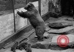 Image of triplet bear cubs Washington DC USA, 1936, second 16 stock footage video 65675053232