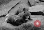 Image of triplet bear cubs Washington DC USA, 1936, second 17 stock footage video 65675053232